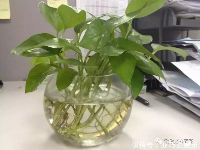 5种花丢水里就活,每周加点水,简简单单轻松爆盆!