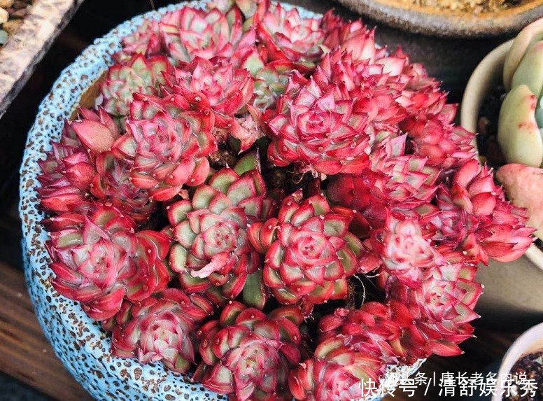 夏天|养多肉7年，我的多肉夏天基本不会出现黑腐，来看看是怎么做到的