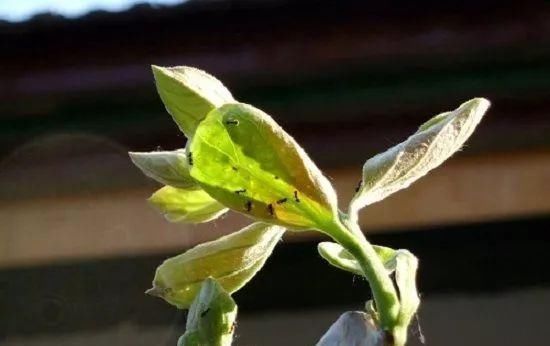 肥皂溶液|家中养花,这5毛钱的小东西别乱丢,能让花蹿到2米高,你知道了吗