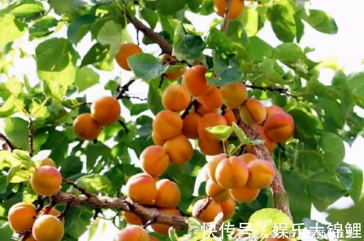 凤梨|秋天来爱美，不妨多吃养生食物，美容养颜，补肝明目，越吃越年轻