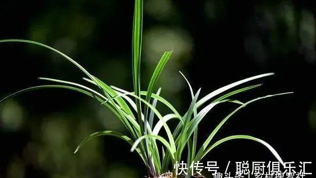 用草木灰养兰花，效果究竟怎样？用对的兰苗旺盛，用错就烂根腐苗