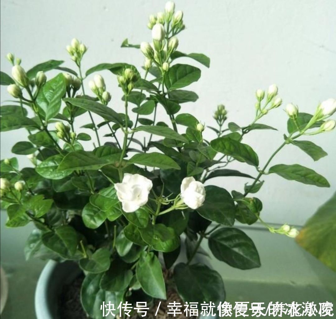 磷酸二氢钾|茉莉只长枝条不开花，马上给它做好三件事，枝头挂满花苞