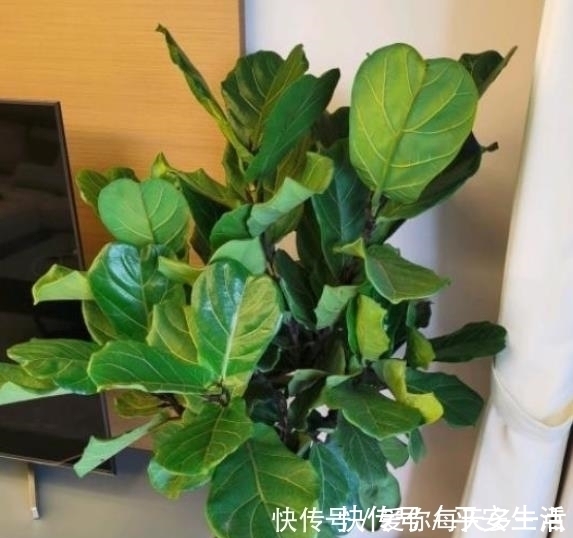 高花盆养花易“烂根”一个破纱网，一个泡沫箱，根系直接长满盆