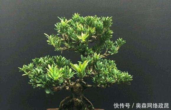 扦插|种棵罗汉松,招财又长寿,嫌太贵自己种,一根枝条就能活!