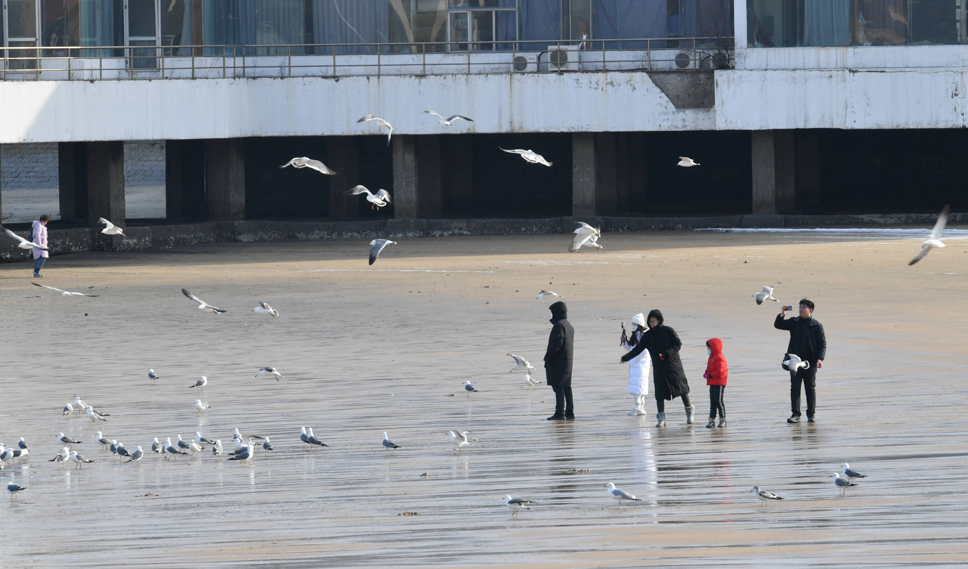 海水浴场|烟台第一海水浴场海鸥嬉戏