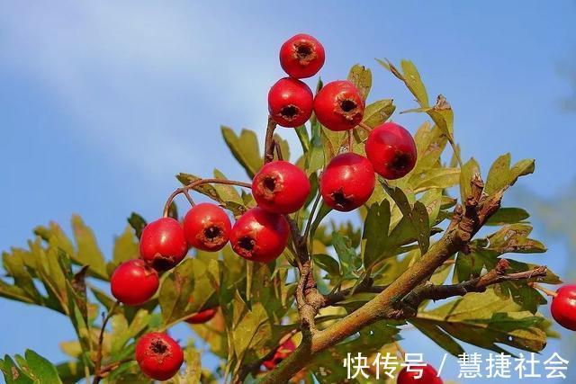 功效|冬天常吃这个,防血栓!40岁后要多吃,活血、降脂