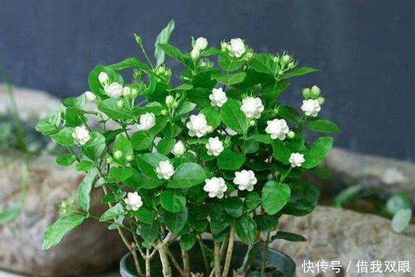 茉莉花|此6种花,冬季要懒养,丢阳台别管,反而长得好