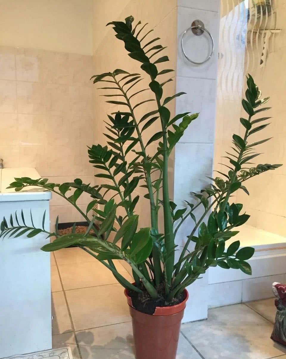 家中养就3种花,名字带“钱”寓意好,枝叶多,美观大气又好养