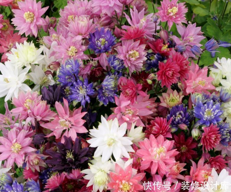 它零下40度冻不死,花苞像“小鸟”,好养花色多,越大开花越多!