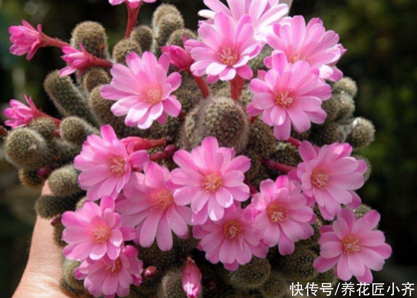 家中常见的这些花，摆放位置很关键，否则花期短，甚至不开花