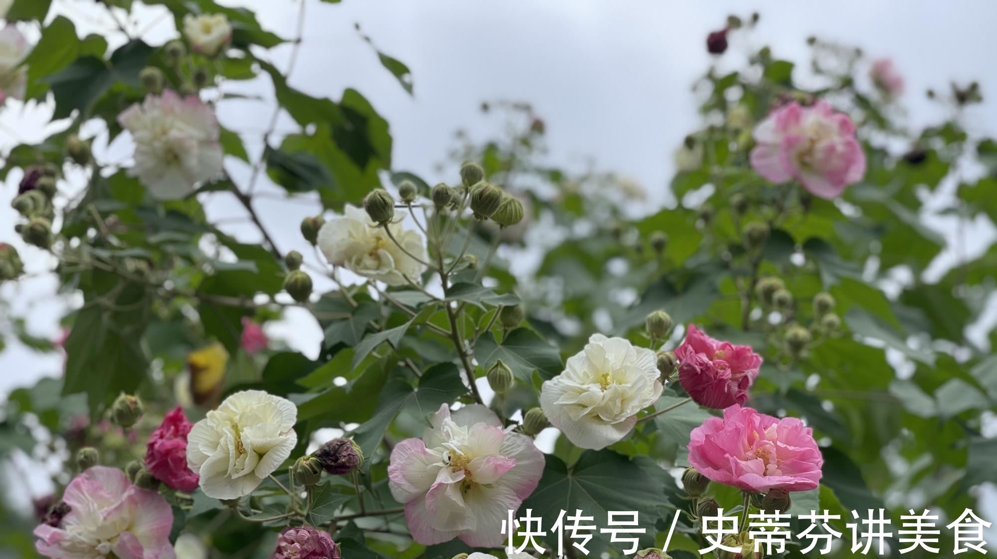 嘉州|赶快去赏花！嘉州绿心公园木芙蓉盛情绽放啦