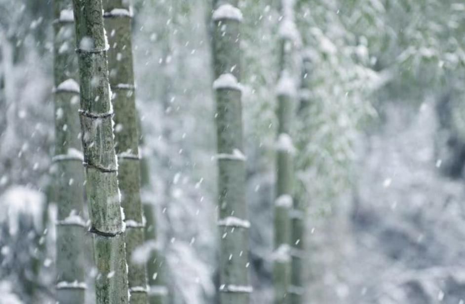  冬日|雪中竹，就是最美的冬日风景！