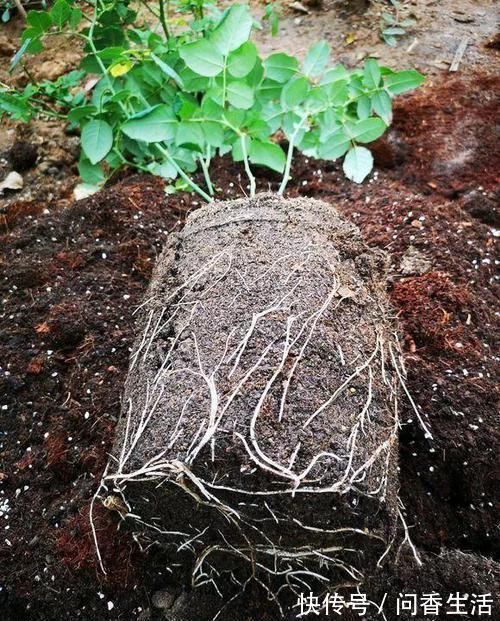 柳树枝|再萎蔫难养的花，盆里浇1勺水，根系健硕，花开更加旺盛