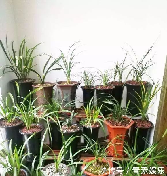 封闭式阳台也能养出一屋子的兰花,光照和湿度管理很重要!