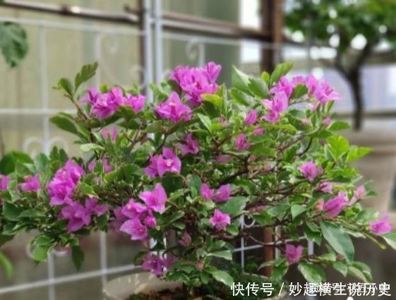 三角梅|45种三角梅品种,红、橙、黄、绿、白、紫,每一种都很好看!