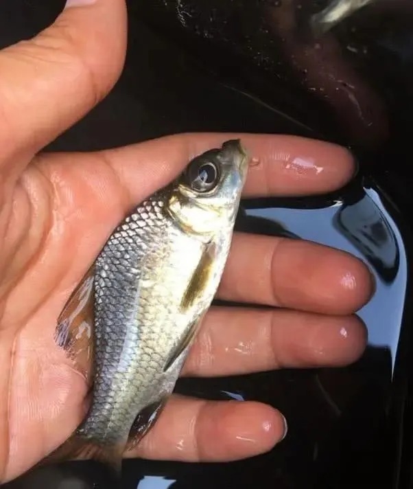 初冬野钓,简单几招,搭配一副大小通杀,漂相清晰的完美线组!