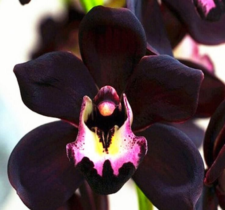  花型|兰花新宠“黑雪姬”，花色神秘，花型妖娆，兰香扑鼻，猎奇兰首选