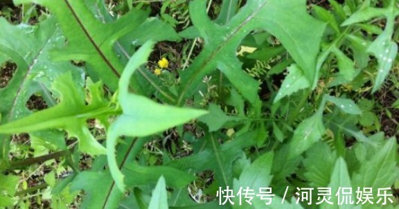 咽喉肿痛受不了,常吃3种野菜,嗓子不痛了,吃嘛嘛香!
