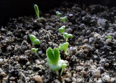 生存能力|想养一盆“新玉缀多肉”,就学正确繁殖方法,轻松生根,养成功