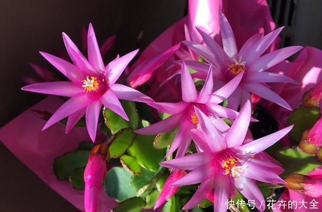 蟹爪兰|用2种水浇花,无臭味、肥效好,淘米水、黄豆水都不用了