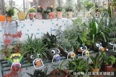 你扔掉的塑料瓶我用来养花，生根快，开花多，别有一番风味！