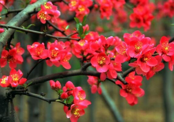 此花是雅俗共赏的名花，有着悠久的栽培历史，是著名的观赏花卉