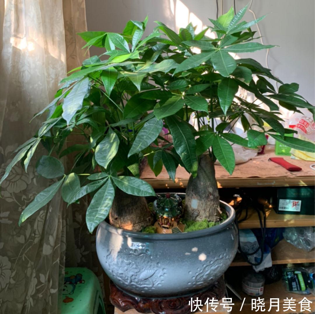 天冷别换盆,尤其这10种花,土一松就危险