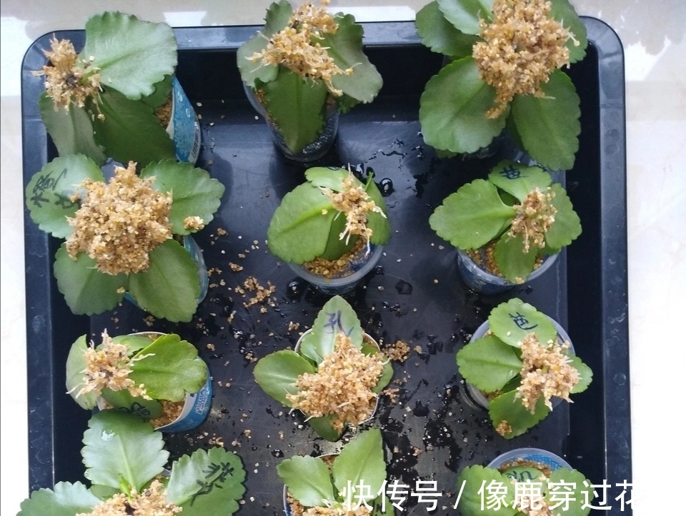 侧枝|养长寿花十年,总结6点经验,一盆快速变多盆,长期开花不断