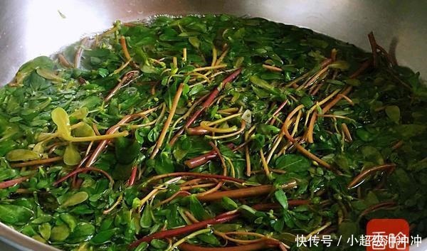 难得的“黄金野菜”，消炎杀菌降血压，是天然的抗生素