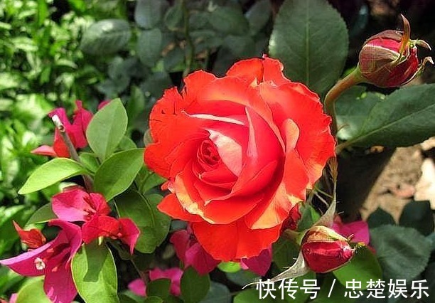 让月季成为开花机器,少不了这些操作,可说是养月季的“神助攻”