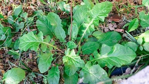 中薪|李时珍说它“通结气,利肠胃”,曾是儿时美味,如今少人识