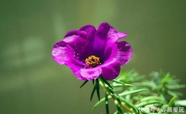 太阳|太阳花生命力顽强,花期长,简单5步养出爆盆太阳花