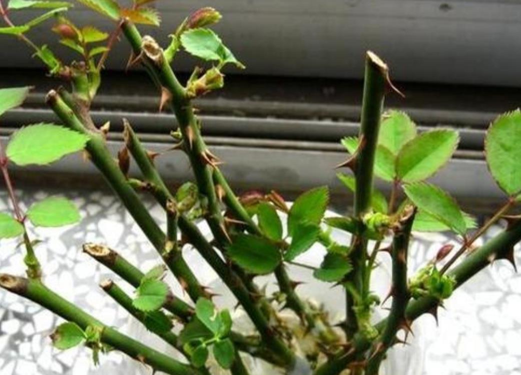 3种漂亮的花,剪个嫩枝就能繁殖,生根速度快