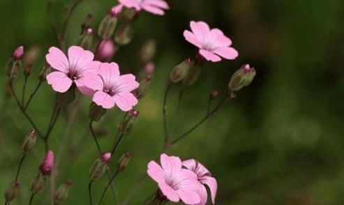 肿瘤|农村一种野菜,常吃可防备肿瘤、加强人体免疫力,很珍贵