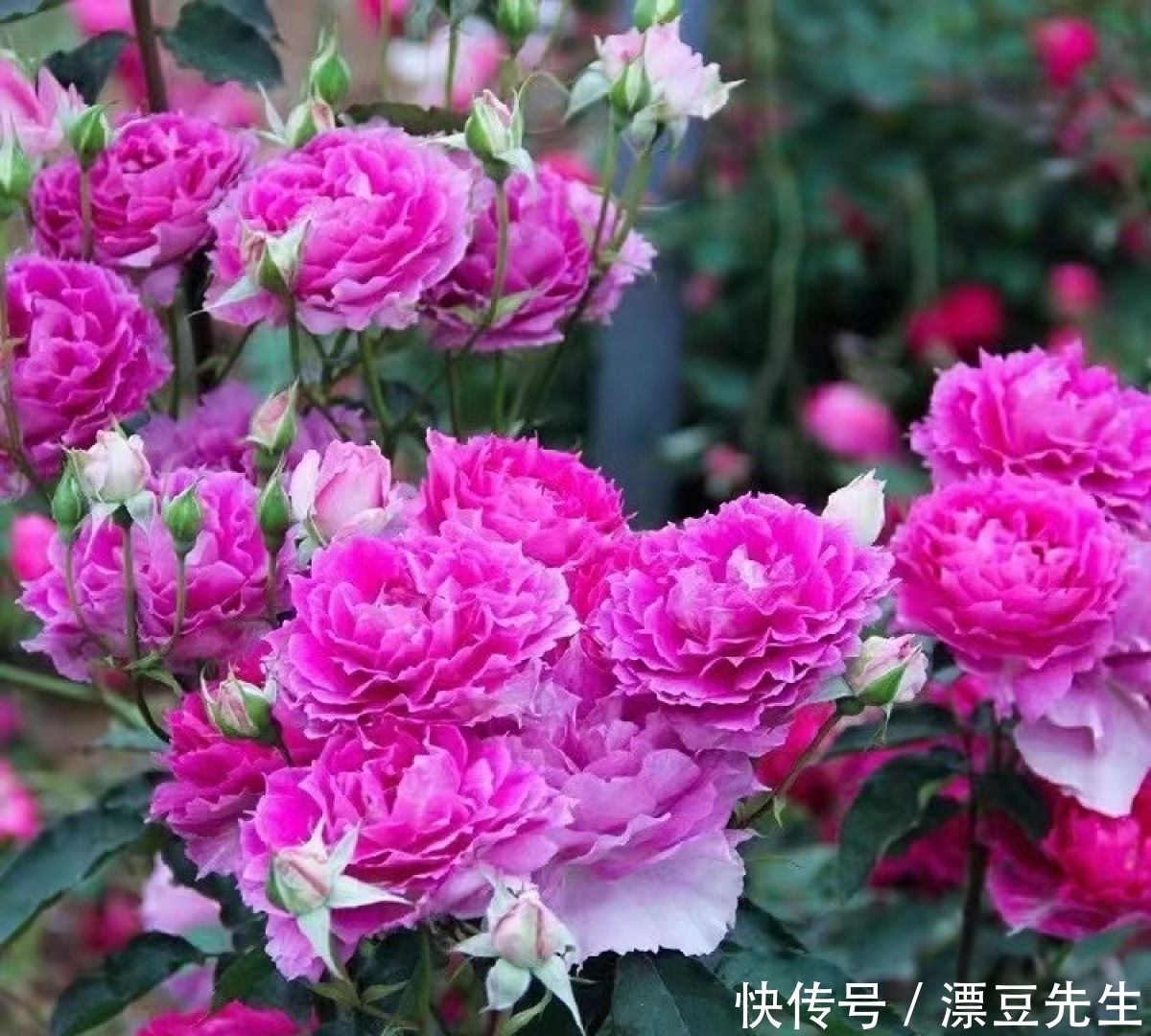 倒春寒来袭,养花5件事不能做,不然花熬不过去全死了