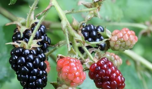 会吃的人最健康,3种食物不可少,排毒养颜,身体棒棒哒!