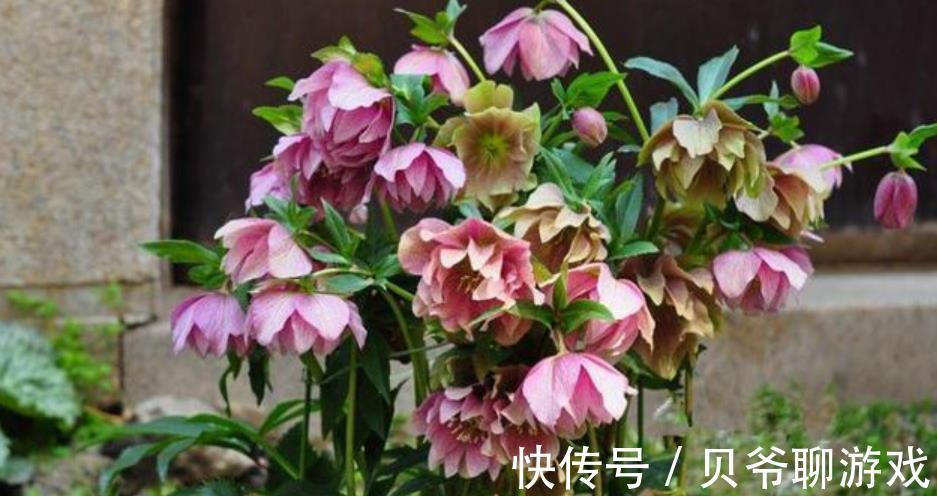 11月逛花市,8种花别错过,随便一养都能开爆盆,适合新手花友