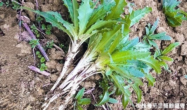 野草|1种最被低估的野菜,曾是穷人“救命菜”,如今沦为杂草