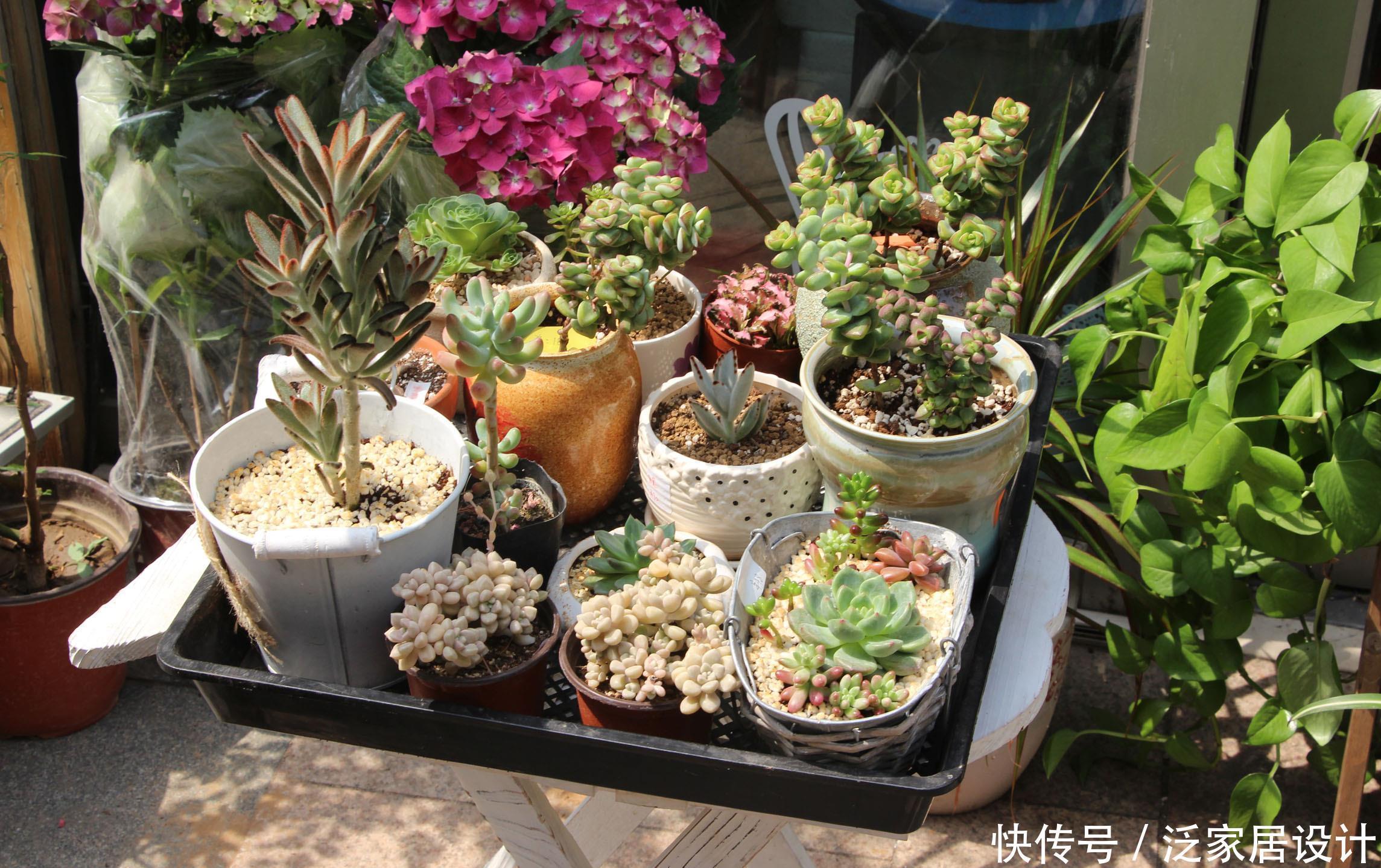 养花的6个“误区”,很多人都不自知,难怪养不好花