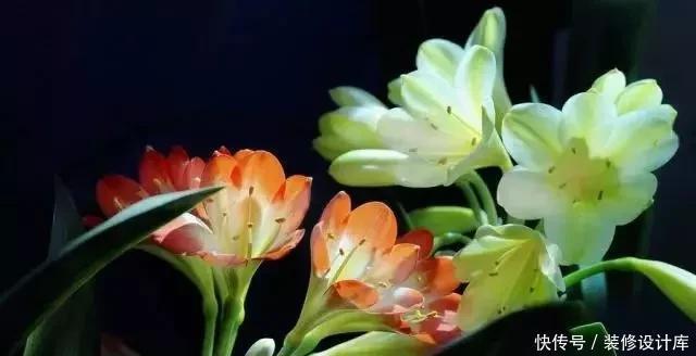 阿司匹林|养君子兰,就用4种药,只需埋在花盆中,花剑冒不停,叶绿花还旺