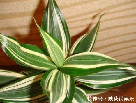 富贵竹越养越“黄”换种水“泡一泡”,叶片油亮蹿“1米”