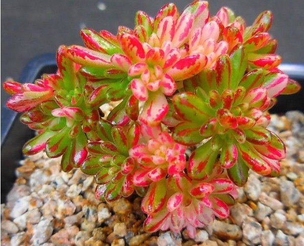 多肉小人祭怎么养护以下3个方面多注意,小人祭养护轻松长势好