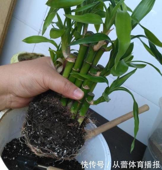 基肥|给花草换盆怕入坑?掌握6处正确做法,再不用烦恼伤亡问题