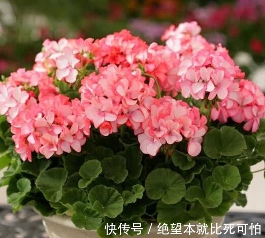 聚财|家里养花不要“瞎眼”,5种花聚财又旺人,2种花是大忌