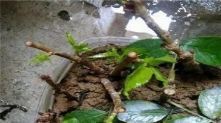 生根|学会这9个扦插绝招,插啥活啥,蹭蹭长出大白根,阳台多的放不下