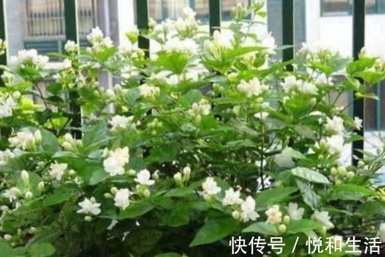 3种花养卧室，促进睡眠质量，植株漂亮上档次，一觉睡到自然醒！