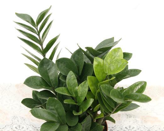 八种不喜水花,土不干不浇水