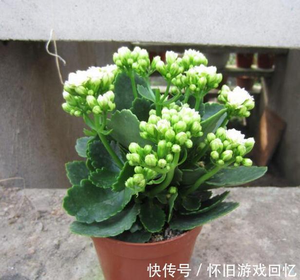 养花是一门艺术,聪明人养花有专门的技巧,怪不得养的那么好