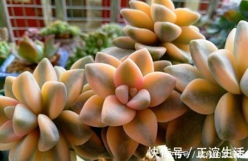 养护|4种高颜值多肉,在家养一盆,好像艺术品,花友:后悔没早点养!