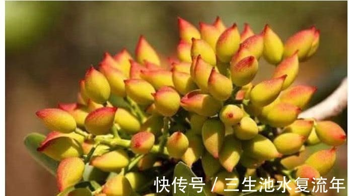 癌细胞|患了癌症不用慌, 常吃这些小食材, 癌细胞或许会和你说拜拜